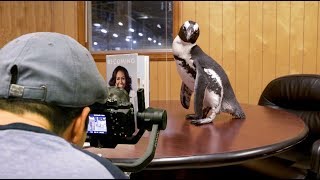 Behind the Scenes A Real Penguins quotInternshipquot at Penguin Random House [upl. by Sile]