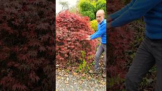 Acer Palmatum Dissectum arboretum gardening permaculture adventure autumn explore ideas [upl. by Triley278]