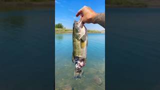 Mutated Bass Caught In American Lake cancer tumor Chernobyl mutant wildlife fishing disease [upl. by Martine234]