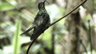 Whitetipped Sicklebill [upl. by Lemhaj]