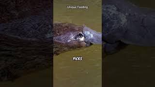 Duckbilled platypus fun facts facts animalcuriosities animals wildanimalfacts [upl. by Nerin]