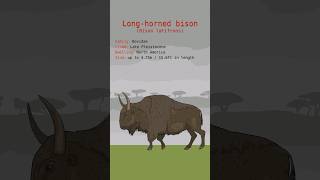 LONGHORNED BISON DATA  Bison Latifrons Bovidae  Extinct Animals [upl. by Tterb]