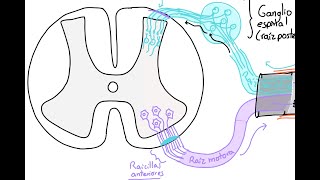 Neuroanatomía Médula espinal 3 Reflejos nervios espinales y dermatomas [upl. by Eneroc]