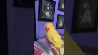 My Indian Ringnecks love mirrors birds parrot pets funny [upl. by Navillus]