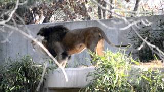 Male Lion roaring in National zoo [upl. by Cheng]