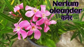 Nerium oleander कनेर Varieties amp Care All season permanent flower plant [upl. by Cynth]