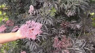 Black Lace Elderberry Sambucus [upl. by Sidnee]