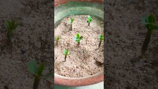 Growing Adenium from Seed  Adenium seedling care adenium shorts seedplanting [upl. by Fusuy]