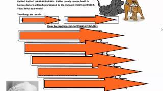 Monoclonal Antibodies IB Biology [upl. by Ilene500]