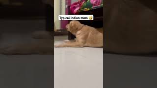 Escaping from Angry mom 🤣 goldenretriver viralshort momlove funny aayinai [upl. by Nnyltiak]