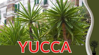 YUCCA Information and Growing Tips Yucca gigantea [upl. by Ian797]