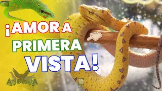 ¡REPTILES PERRONES EN EXPO ANIMALIA Primavera 2024  El Terrario Feliz [upl. by Vasilis]