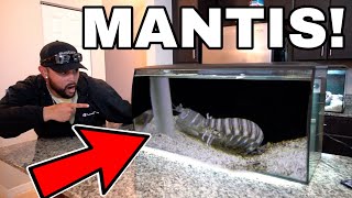 GIANT SPEARING MANTIS SHRIMP GETS NEW SALTWATER HOME AQUARIUM [upl. by Ettenahs898]