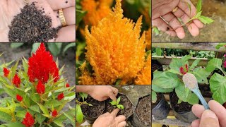 quotFrom Seeds to Lots of Flowers Grow Celosia with Special Fertilizer Tipsquot [upl. by Aikar]