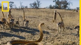 Laffrontement entre un bébé suricate et un cobra du Cap déclenche un assaut [upl. by Lehcer]