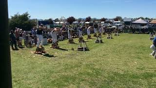 Woodchopping Heat 300mm Underhand Handicap Longford Show 191024 [upl. by Sherye]