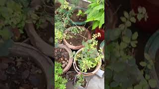 epsom Salt on plant how to use [upl. by Hyatt980]