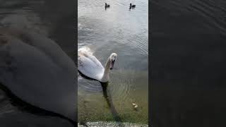 Swans grace in motion shorts swan nature viral trending like follow london [upl. by Gunning477]