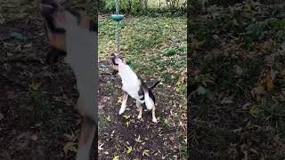 Wooly Bully putting in work dog pitbull bullterrier americanbully bullybiz bullymagazine [upl. by Arimay904]