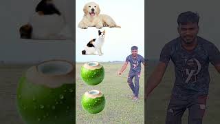 New karting kacha dab intro funny kutta billi khorgosh bakri vfx video [upl. by Powell632]