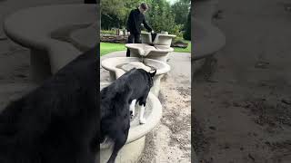 Dog Hops on Fountains and Rocks  15299552 [upl. by Marmion297]