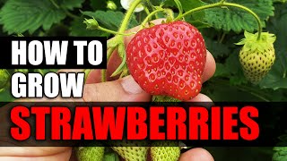 How To Grow Strawberries  The Definitive Guide [upl. by Imar]