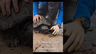 Snapping Turtle vs Human Hand [upl. by Nahij]