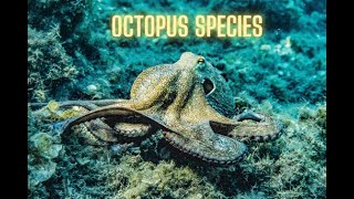 10 Octopus Species [upl. by Goulet]