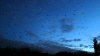 The Experience of 10000 Crows [upl. by Nappy]