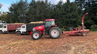 McCormick MTX 150 Chopping corn with a Hesston 7155s giving our new 3 row corn head a good workout [upl. by Meehyrb]