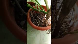 Monstera deliciosa repot rootpruningmonsteradelicioda [upl. by Steinway]