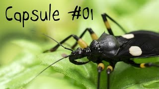 Capsule 01  Questce quun insecte [upl. by Hultin]