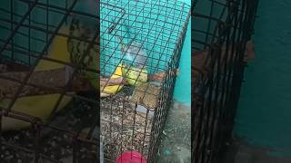 Budgies mating  बजरी तोते जोड़ा  BIRDS FARMING VLOG 🐦 [upl. by Bernadina]