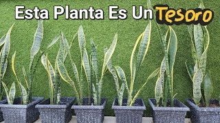 Si esta Planta esta en tu casa Cuídala muy bien porque tienes un Tesoro y no lo sabes [upl. by Kcinnay]