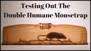 Testing Out The Double Humane Mousetrap Mousetrap Monday [upl. by Pruchno442]