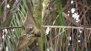 Stunning Footage of a Kubong Gliding Through the Trees [upl. by Nolly]