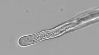 Petunia Pollen Tube Growth with Cytoplasmic Streaming  Cyclosis [upl. by Nahshun]