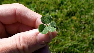 How To Get Rid of Clover in Your Lawn  FAQs On Lawn Weeds [upl. by Anesusa618]