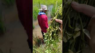 Caraway caraway shortvideo harvest shortfeed harvesting [upl. by Ahsiel]