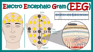 Electroencephalography EEG  How EEG test works  What conditions can an EEG diagnose  Animated [upl. by Tennos]