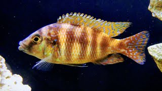 Super VC10 Hap African Cichlid  Placidochromis Milomo Lake Malawi [upl. by Llednahc434]