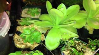 Butterwort Pinguicula gigantea  Flowering Mexican Butterwort [upl. by Auohc66]