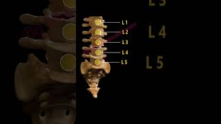 Anatomy of vertebral column spine 3d5 types of vertebral 3d animation gk human nerveanatomy [upl. by Jesher]