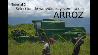 TUTORIAL 2 ARROZ selección de variedades y siembra de cultivo [upl. by Nythsa]