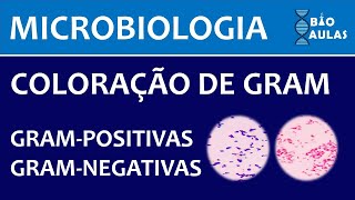 Coloração de Gram Bactérias Grampositivas e Gramnegativas Microbiologia  Bio Aulas [upl. by Eydnarb564]