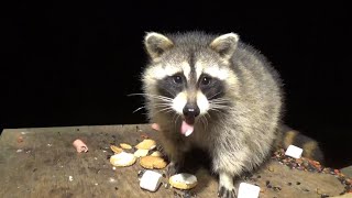 Very cold tonight raccoons stuffing up for Winter [upl. by Aikar]