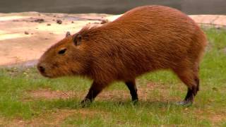 Capybara Worlds Largest Rodent  Cincinnati Zoo [upl. by Hedvig]