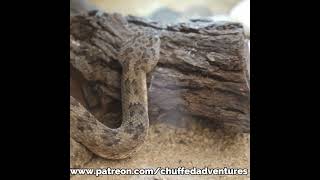 Its a reptile house snakefarm snake reptiles [upl. by Yatnohs]