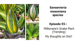 Sansevieria masoniana Episode 01  Millionaires Snake Plant [upl. by Ljoka]