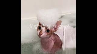 Hairless catsphynx cat🩷🩷🩷 [upl. by Eanad]